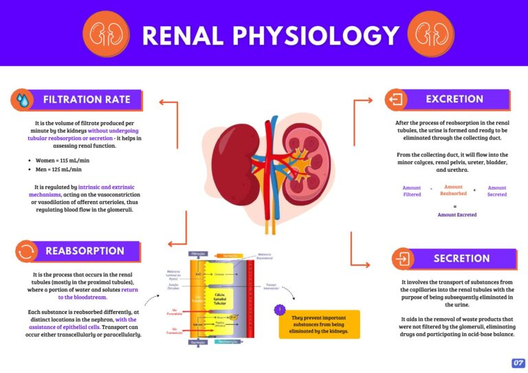 Renal physiology infographic sample